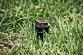 Lawn sprinkler head in grass Royalty Free Stock Photo