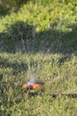 Lawn sprinkler spaying water over green grass. Automatic irrigation grass system Royalty Free Stock Photo