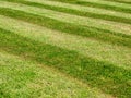Lawn stripe background freshly mowed
