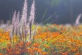 The lawn in the summer with bright decorative flowers Royalty Free Stock Photo