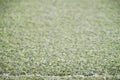 Green grass field, green lawn. Green grass for golf course, soccer, football, sport. Green turf grass texture and background for Royalty Free Stock Photo