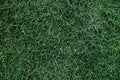 Lawn Texture. Green Grass Background, Top view and Closeup of So