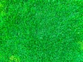 Lawn for training football pitch, Grass Golf Courses green lawn pattern textured background.