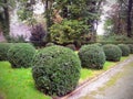 Lawn with trimmed round bushes in English garden of Hluboka Nad