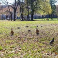 Lawn in urban public park Giardini Salvi in spring