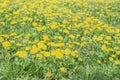 A lawn where many dandelion flowers bloom. Medicinal herbs