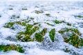 Lawn after winter under melting snow. Grass sprouts in the spring after a snowfall. Waking up plants after warming Royalty Free Stock Photo