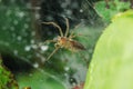 Lawn wolf spider -Hippasa holmerae on the web Royalty Free Stock Photo