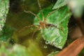 Lawn wolf spider -Hippasa holmerae on the web Royalty Free Stock Photo