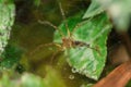 Lawn wolf spider -Hippasa holmerae on the web Royalty Free Stock Photo