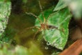 Lawn wolf spider -Hippasa holmerae on the web Royalty Free Stock Photo