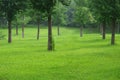 Lawn in woods Royalty Free Stock Photo