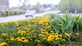 Lawn with a yellow dandelion near the road on which cars move