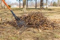 Tree branches and leaf rake in yard