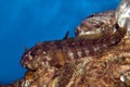 Lawnmower Blenny (Salarias fasciatus)