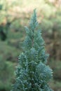 Lawson cypress, Chamaecyparis lawsoniana Ellwoodii, blue-green foliage