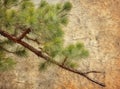 Lawson cypress (Chamaecyparis lawsoniana evergreen foliage and bark detail.