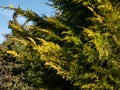 Lawson cypress (Chamaecyparis lawsoniana) \'Golden Wonder\' is evergreen tree with wide conical crown