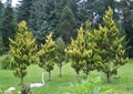 Lawson cypress of a grade of Chamaecyparis lawsoniana Ivonne in the park