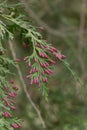 Lawson`s cypress, Chamaecyparis lawsoniana, close-up of leaf with red, male cones