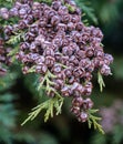 Lawsons Cypress branch with cones