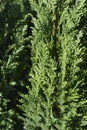 Lawsons Cypress Ellwoodii