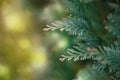 Lawsons Cypress, evergreen conifer, close up
