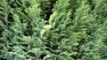 Green of chamaecyparis lawsoniana background