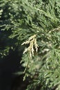 Lawsons Cypress Pearly Swirls