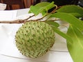 Laxman Phal, Green whole ripe Soursop fruit, Rare Soursop Fruit