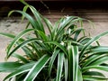 Chlorophytum laxum Royalty Free Stock Photo