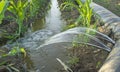 Lay-flat irrigation tube system for leveled-to-grade cornfield, Extremadura, Spain