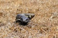 Lay Lizard or Eastern Shingleback Royalty Free Stock Photo