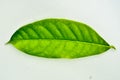 1 green Mahogany leaf Royalty Free Stock Photo