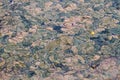 Layer of algae on water