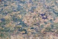 Layer of algae on water