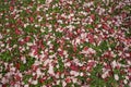 Layer of dead red maple tree leaves on green grass Royalty Free Stock Photo