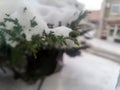 A layer of fluffy snow on small juniper branches. Royalty Free Stock Photo