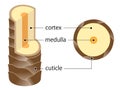 Layer of hair structure. The hair shaft consists of cortex,cuticle, and medulla. Hair care and beauty concept