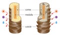 Layer of healthy and damaged hair structure. The hair shaft consists of cortex,cuticle, and medulla.hair care and beauty concept