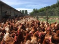 Layer hens on a farm outdoors