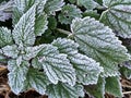 Layer of rime crystals on stinging nettle (genus Urtica) leaves in macro view