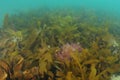 Layer of seaweeds on sandy bottom Royalty Free Stock Photo