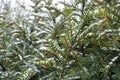 Layer of snow on branches of yew with immature cones