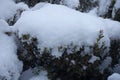 Layer of snow on boxwood in January