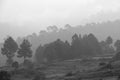 Layer of trees on mountains during misty morning in black and white, Bhutan