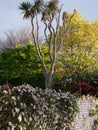 Layerd hedge generic vegetation Royalty Free Stock Photo