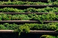 Layered composition of green plants