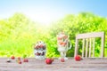 Layered dessert with raspberry, strawberry, black currant and kiwi, cream and biscuits in glasses