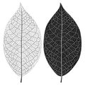 Vector illustration outline of leaf vein